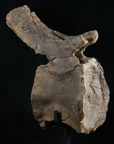 Diplodocus Caudal Vertebra - Dana Quarry, Wyoming #10149